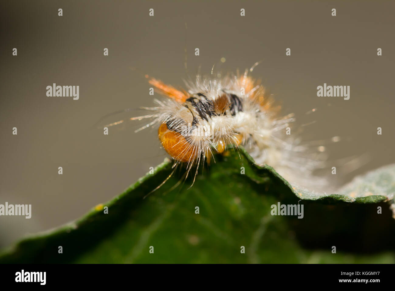 Il dado albero tussock moth larva Foto Stock