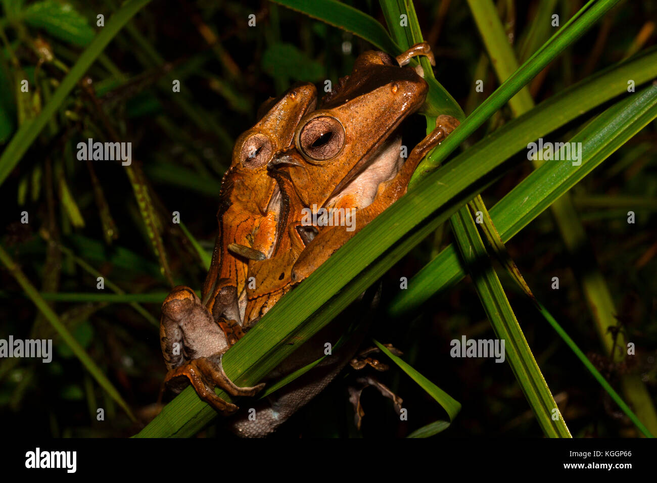 Coniugata coppia di file-eared raganella (polypedates otilophus). Essa è una grande rana reacing fino a 10 cm endemica di Borneo. Foto Stock