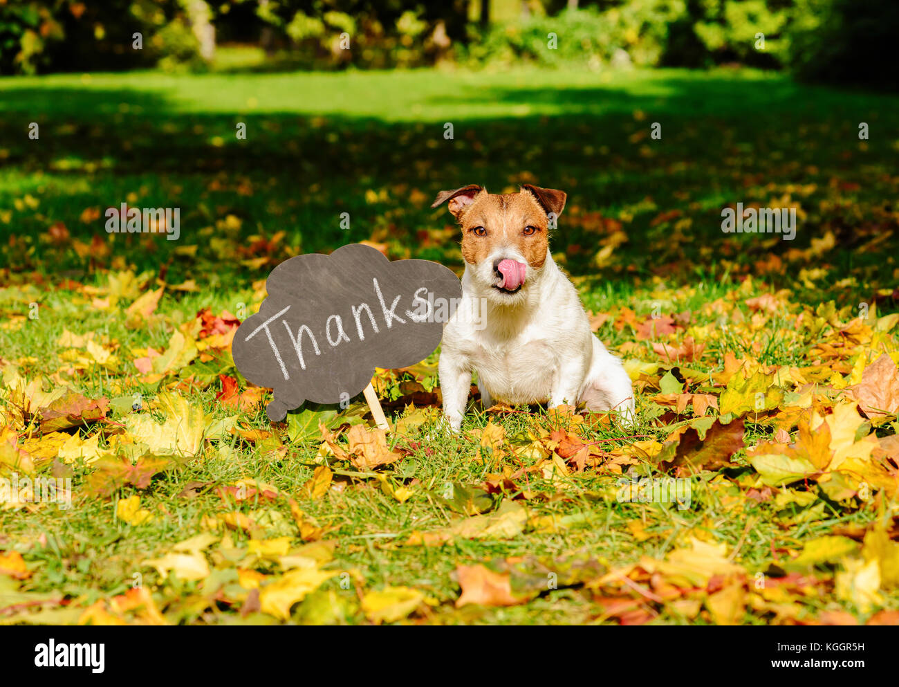 Concetto di ringraziamento con il cane su foglie di autunno e la piastra con 'grazie' parola su di esso Foto Stock