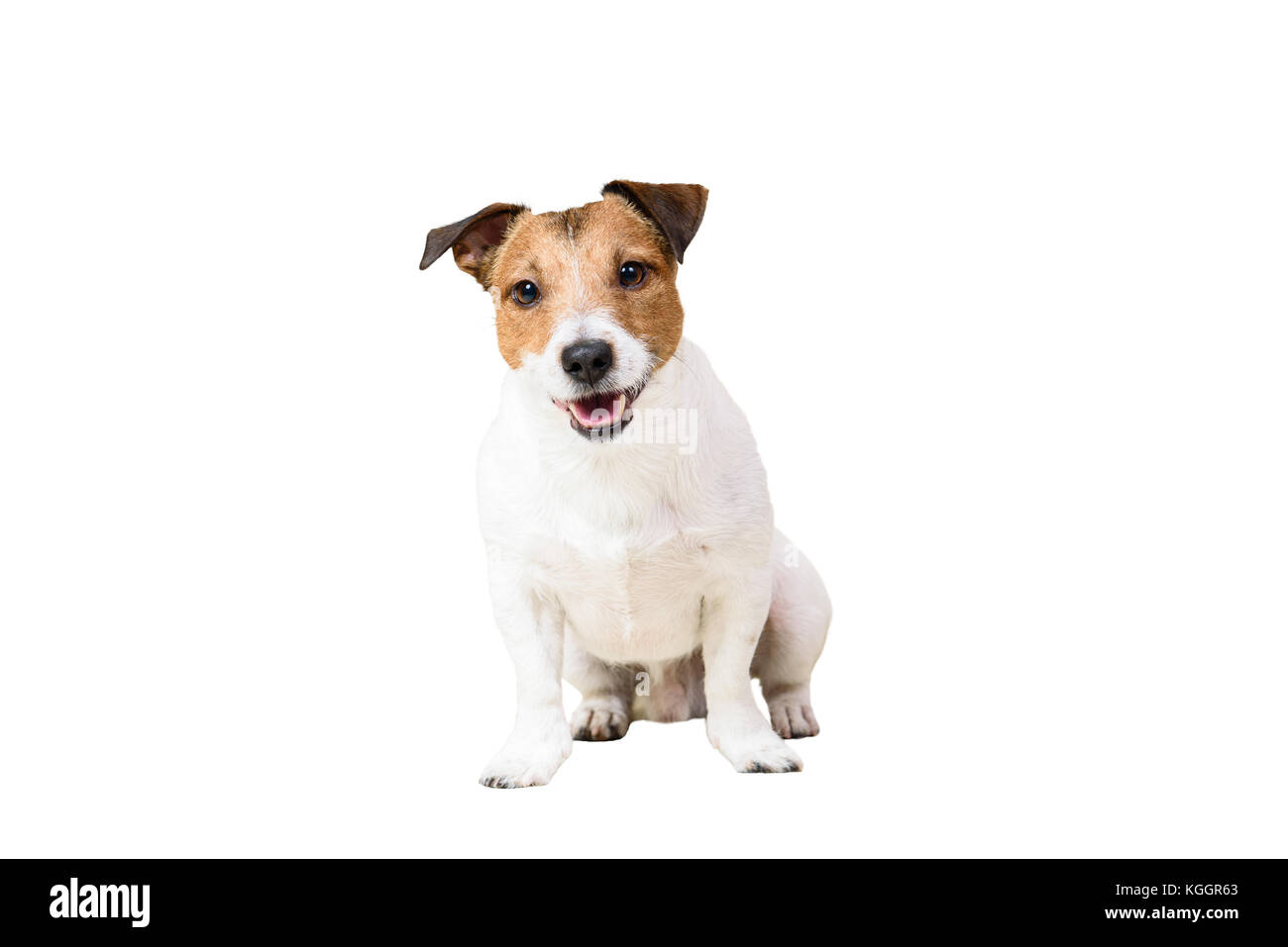 Carino jack russell terrier dog sitter a studio isolato su sfondo bianco Foto Stock