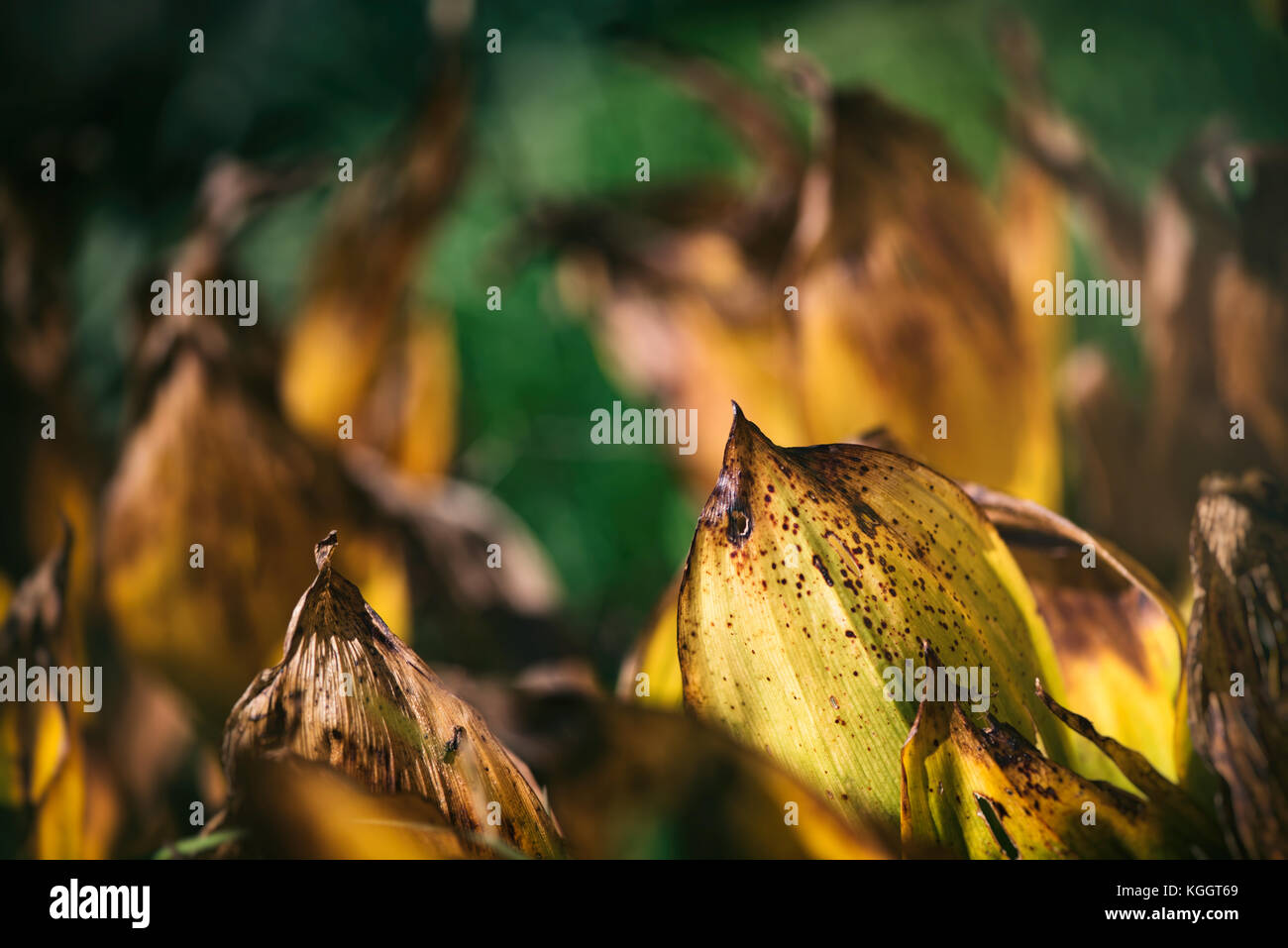 Asciugare le foglie marrone sul terreno Foto Stock
