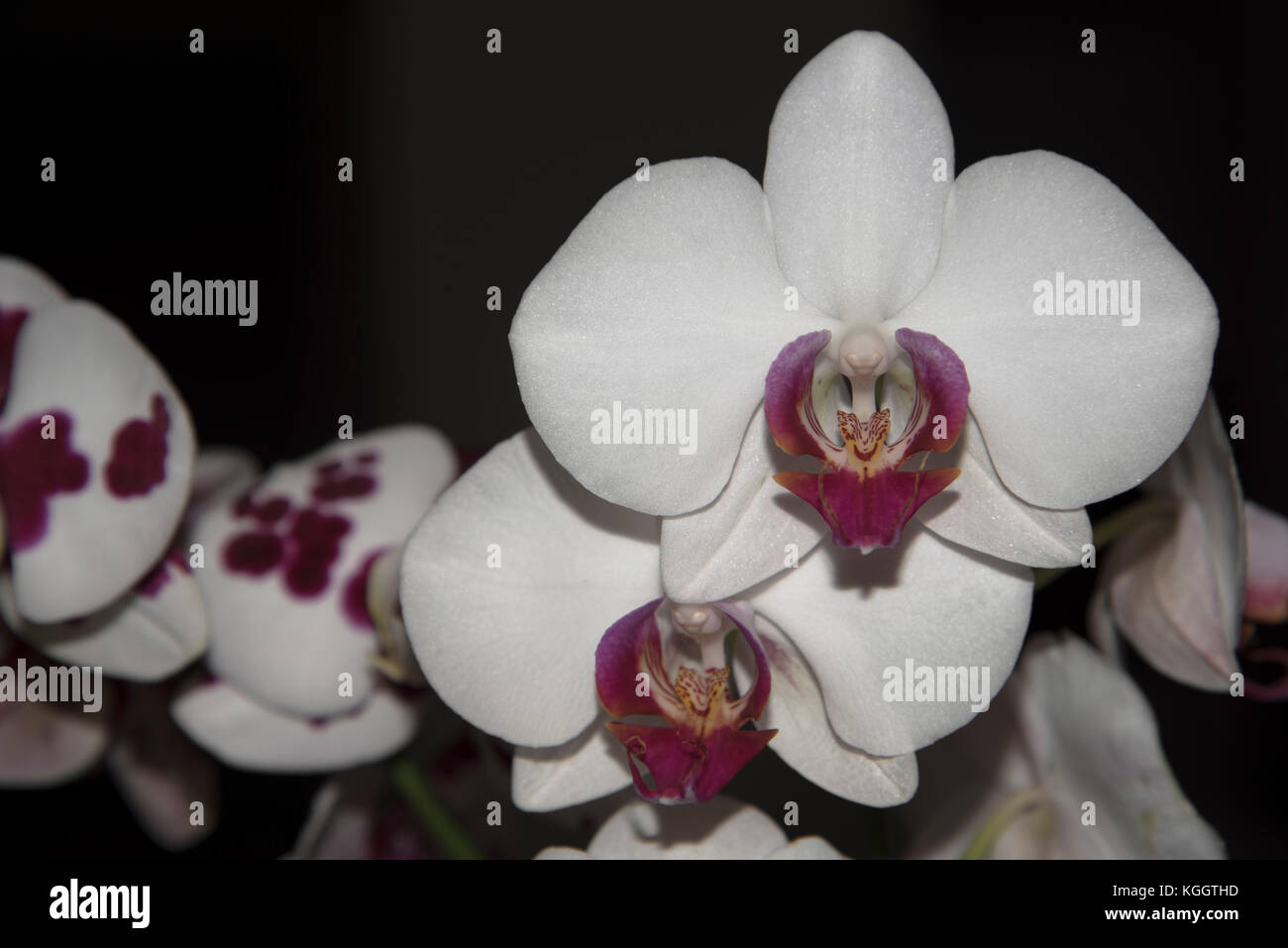 Bianco e viola orchidee, contrastante con lo sfondo scuro. esotico, elegante e delicato di fiori. Foto Stock