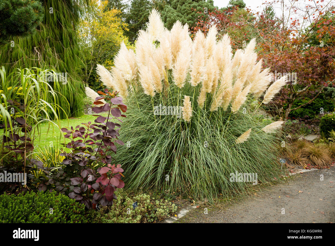 Rosemoor garden in autunno con Selloana Pumila erba ornamentale Foto Stock