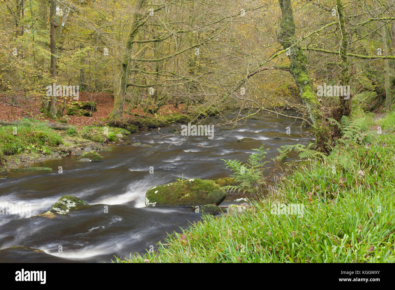 Vista di Hebden acqua e colori autunnali, Hardcastle Crags, Hebden Dale Heptonstall, West Yorkshire, Inghilterra, Ottobre Foto Stock