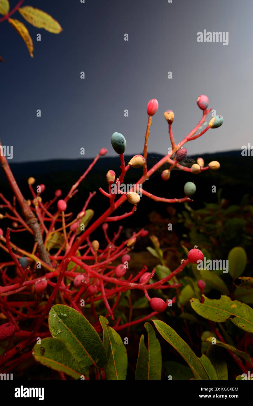 Pieno di piante di colore Foto Stock