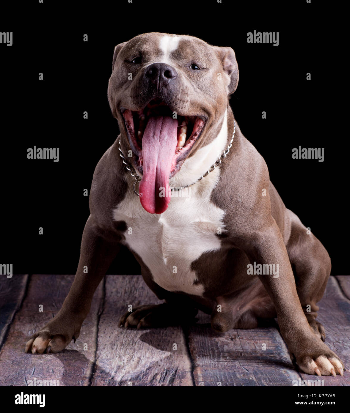 Ritratto di un american bully cane di razza Foto Stock
