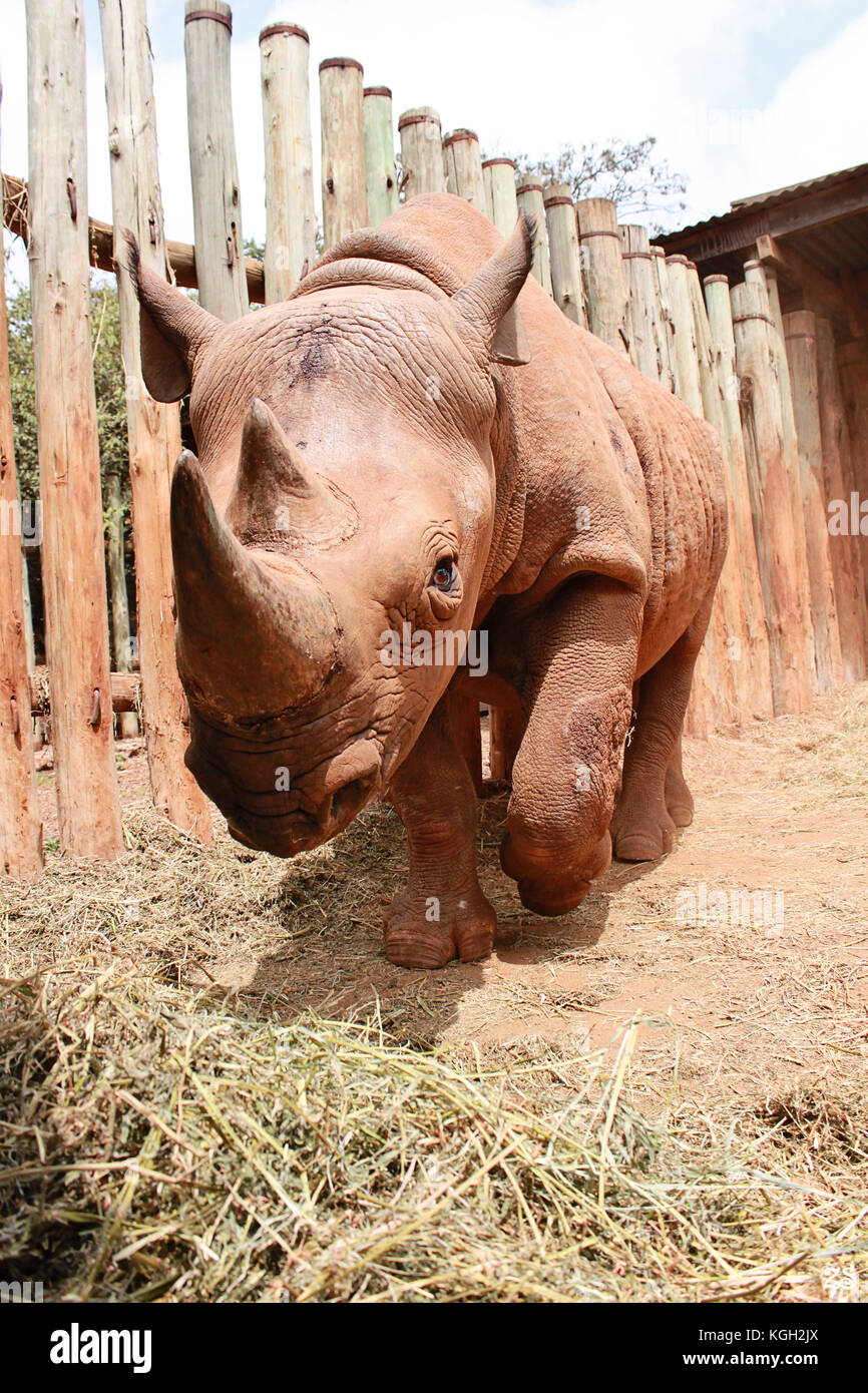 Close-up di adulti in rhino sheldrick l'Orfanotrofio degli elefanti, Nairobi, Kenia Foto Stock