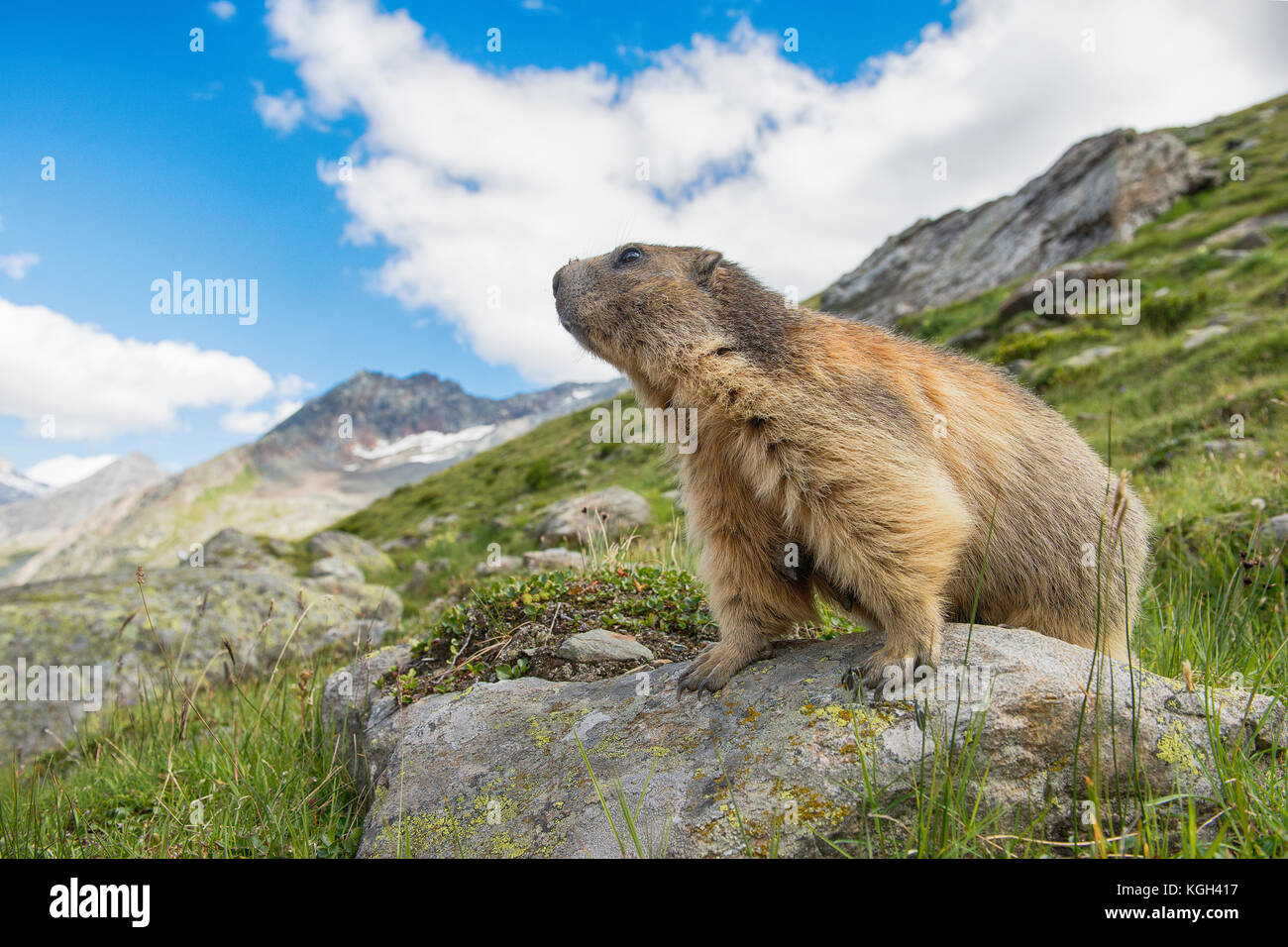 Orgogliosa marmotta alpina sul look out in piedi su una pietra guardando sopra le montagne Foto Stock