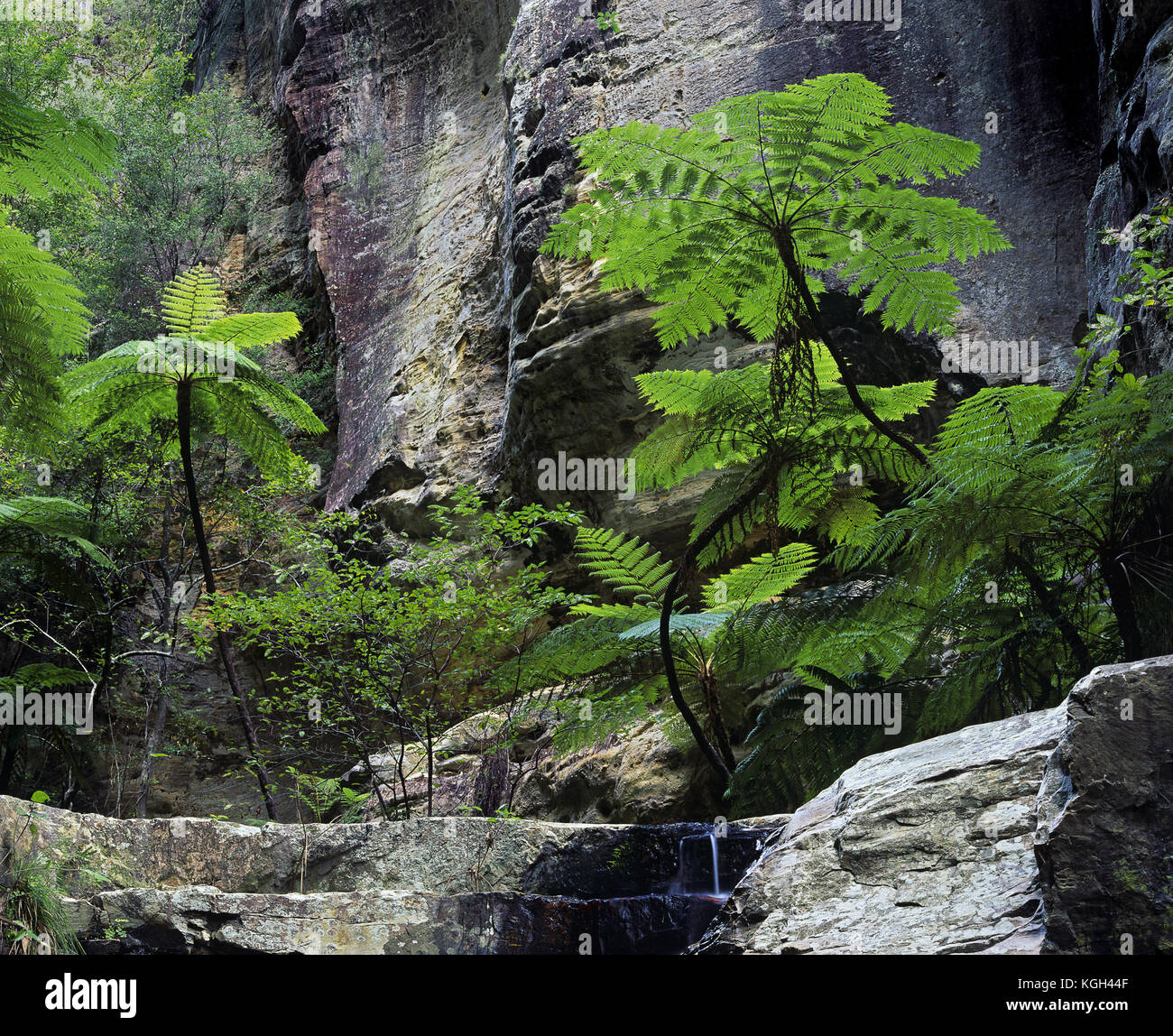 Alberi di paglia (Cyathea cooperi), vicino al Giardino dei muschi all'interno della Gola Violet, sezione Gorge Carnarvon, Parco Nazionale Carnarvon, Queensland centrale, Aus Foto Stock