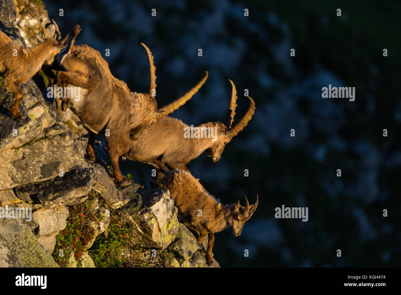 Alpine naturali Capra ibex capricorns correndo giù per una rupe in luce del sole di mattina Foto Stock