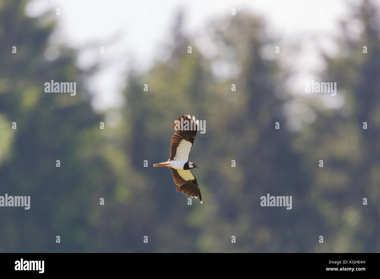 Flying pavoncella naturale bird (vanellus vanellus) con alberi forestali in background Foto Stock