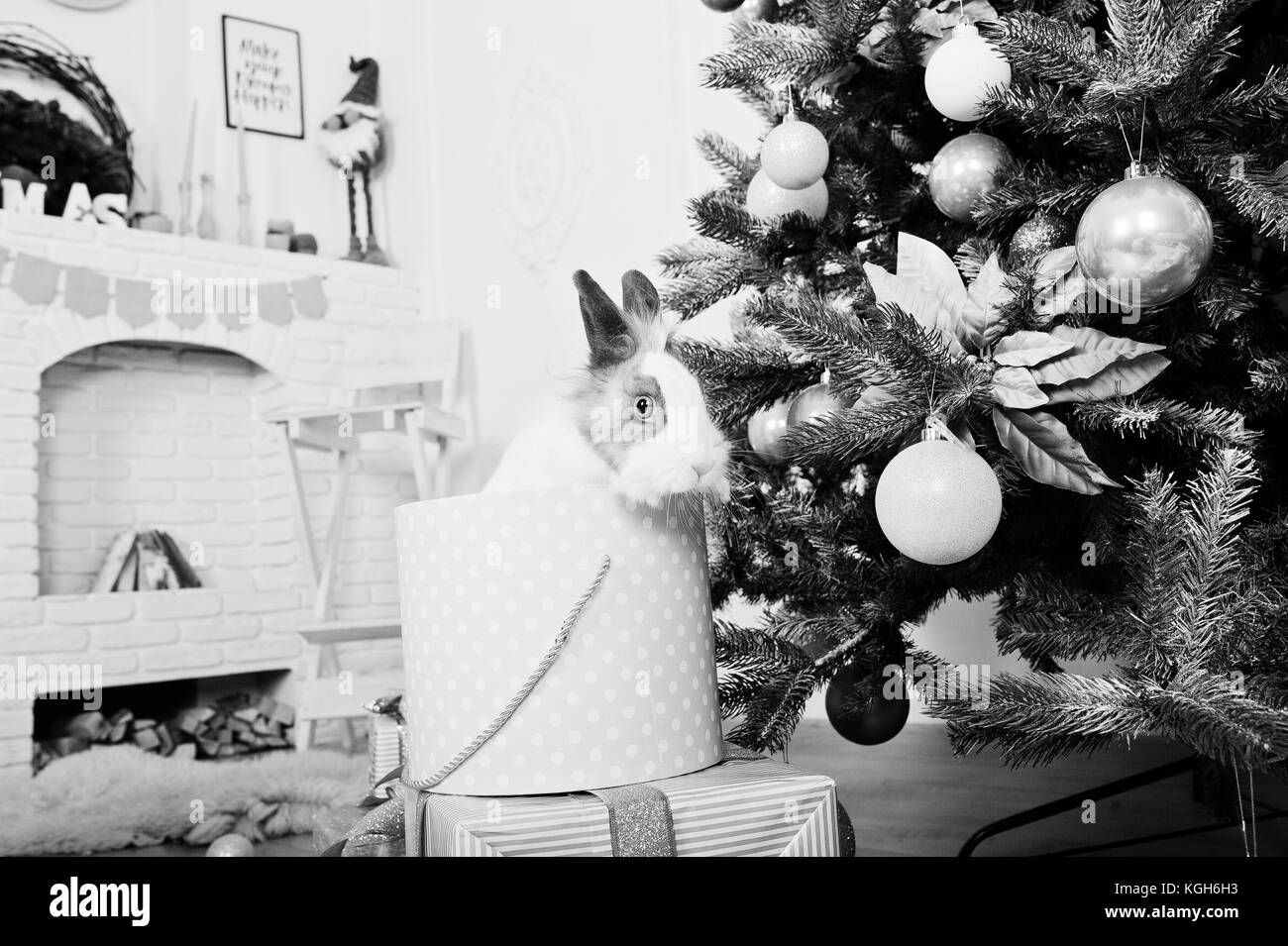 Funny bunny coniglio alla casella di doni sotto il nuovo anno albero. Felice Vacanze invernali concetto. Foto Stock