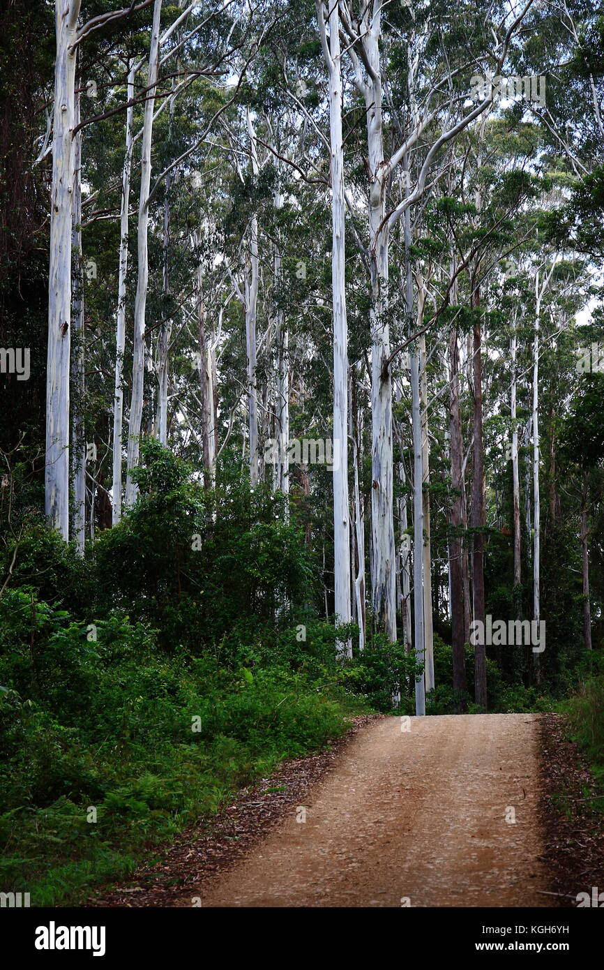 Una strada sterrata che attraversa un cavalletto di maestose gomme blu in kangaroo fiume la foresta di stato Foto Stock