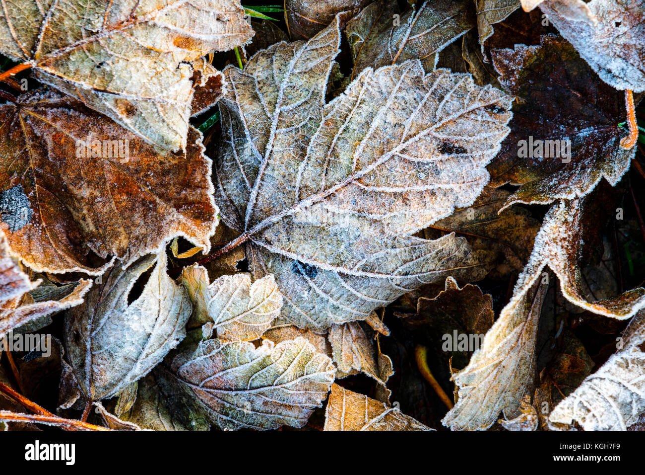 Frost rivestito di foglie di platano REGNO UNITO Foto Stock