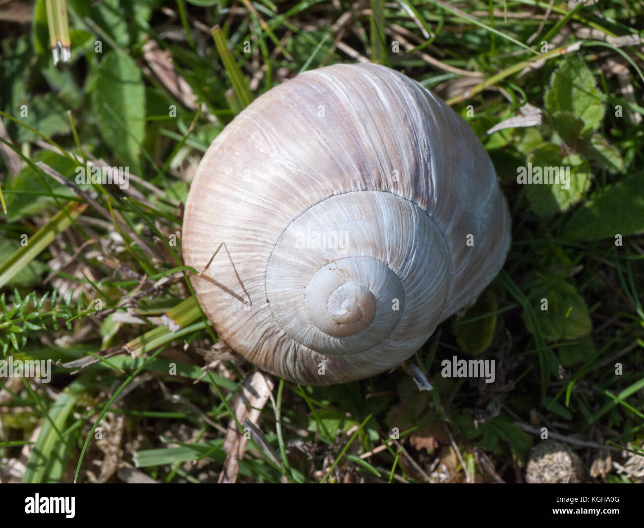 Lumaca romano (Helix pomatia) introdotto in Gran Bretagna dai Romani, una specie protetta nel Regno Unito, noto anche come Borgogna lumaca o escargot Foto Stock