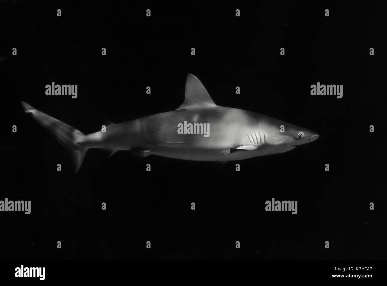 Shark nuoto in acqua Foto Stock