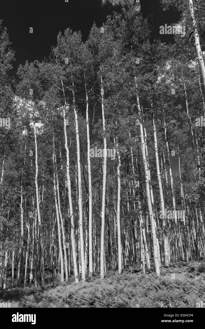 Aspen Grove, Colorado Foto Stock