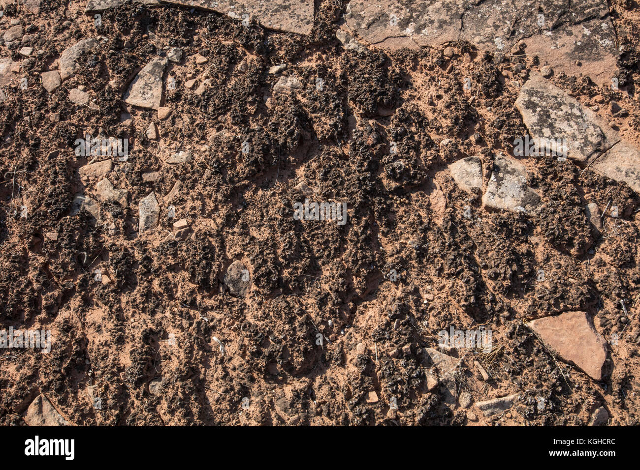 Cryptobiotic crosta del suolo - Colorado National Monument, CO Foto Stock