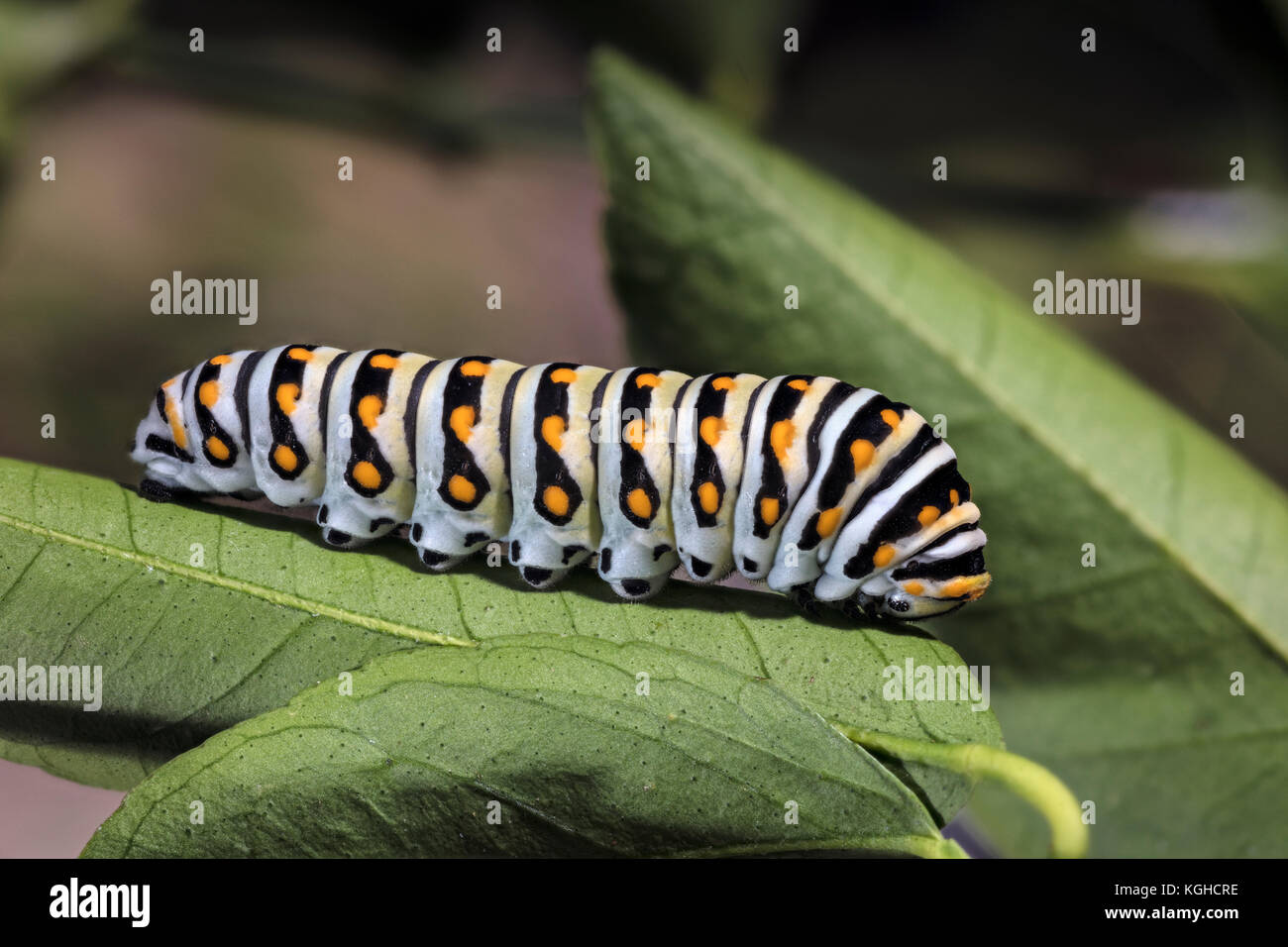 Orientale a coda di rondine nero Caterpillar (larve) Papilio polyxenes asterius Foto Stock