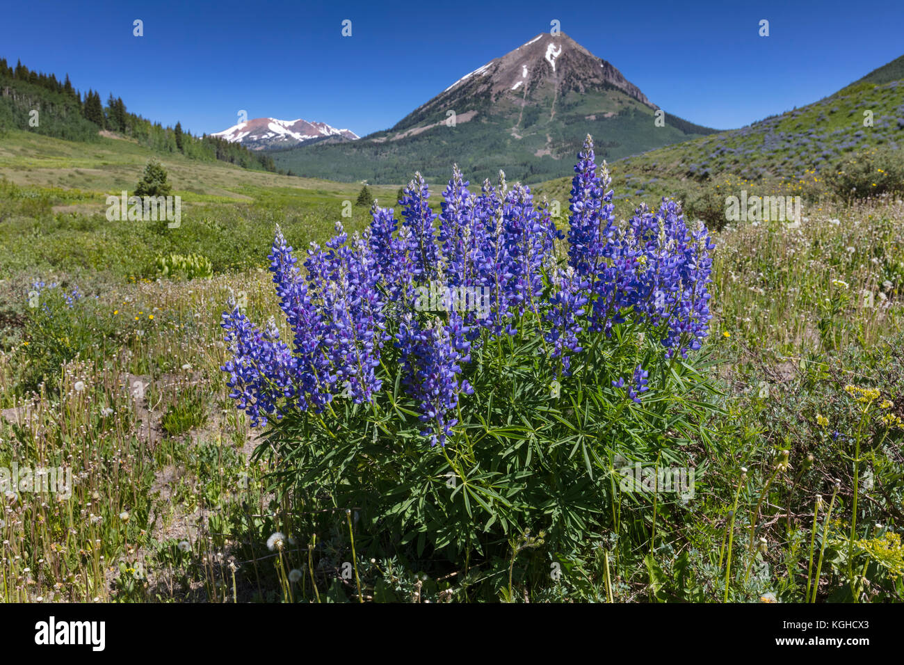 Lupin Wildflower Meadow - Crested Butte, CO Foto Stock