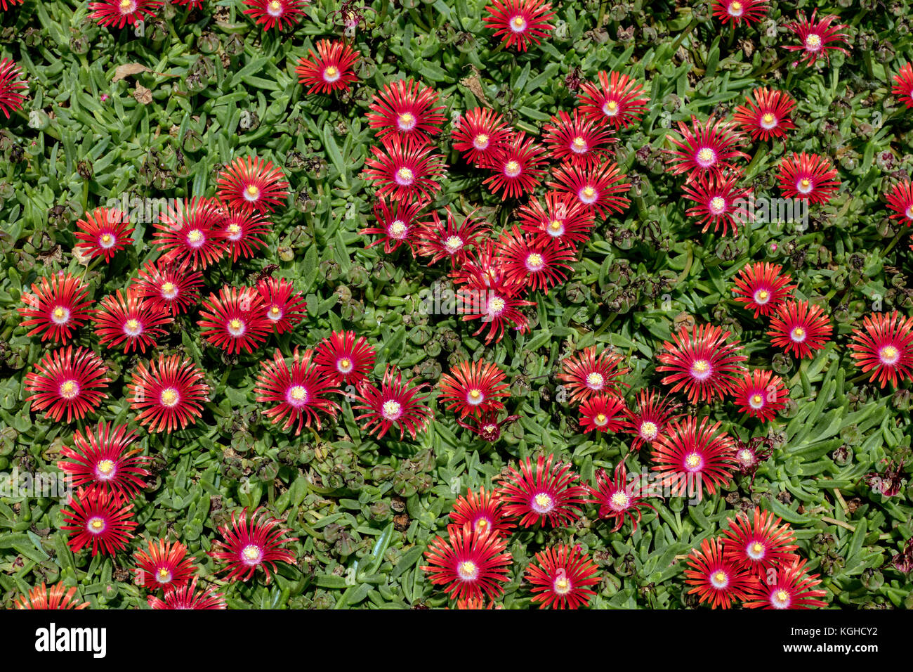 Rosso fiamma di montagna di ghiaccio - piante succulente fioritura, anche piante di pietra - delosperma sp. Foto Stock