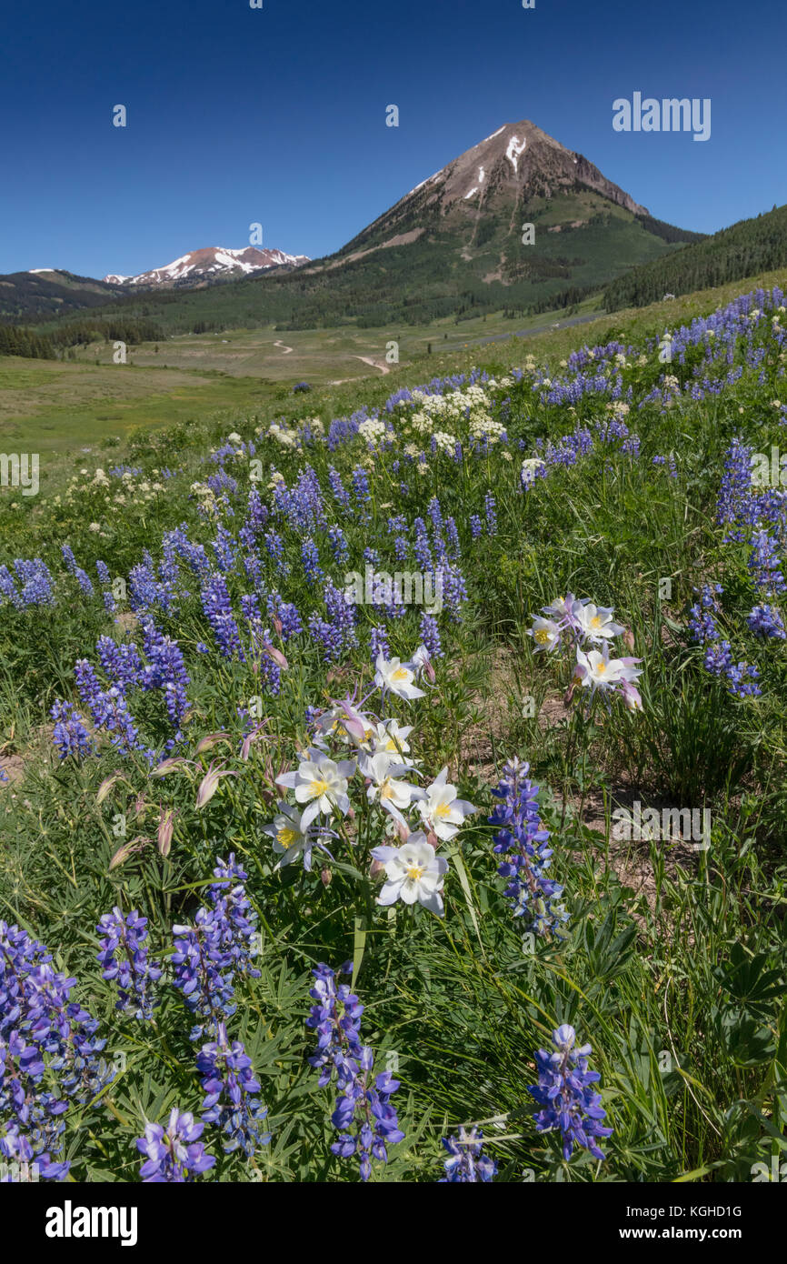 Prato di fiori selvaggi - Lupino & Aquilegia alpina - Crested Butte, CO Foto Stock