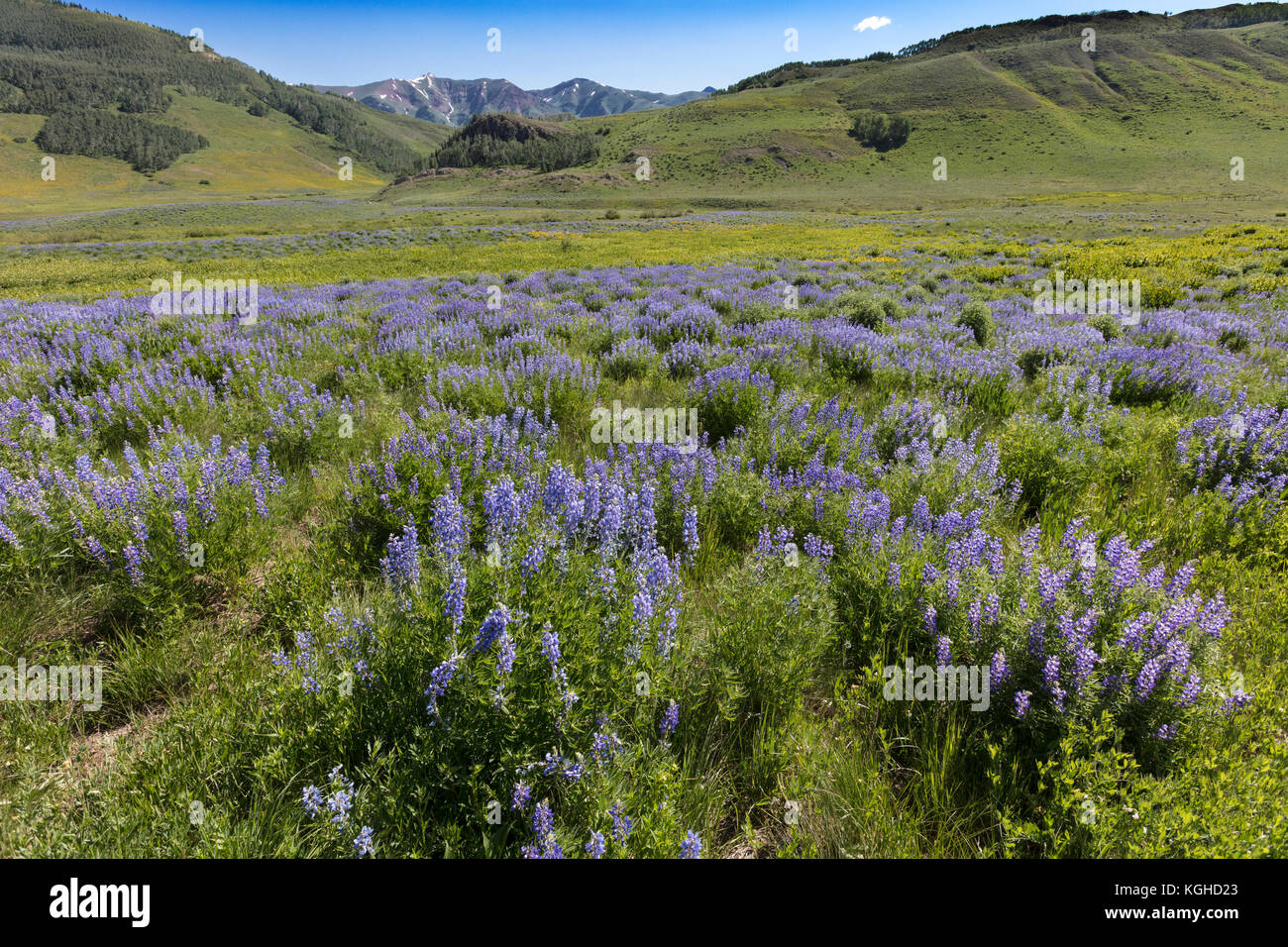 Prato di fiori selvaggi lupino - SP - Crested Butte, CO Foto Stock