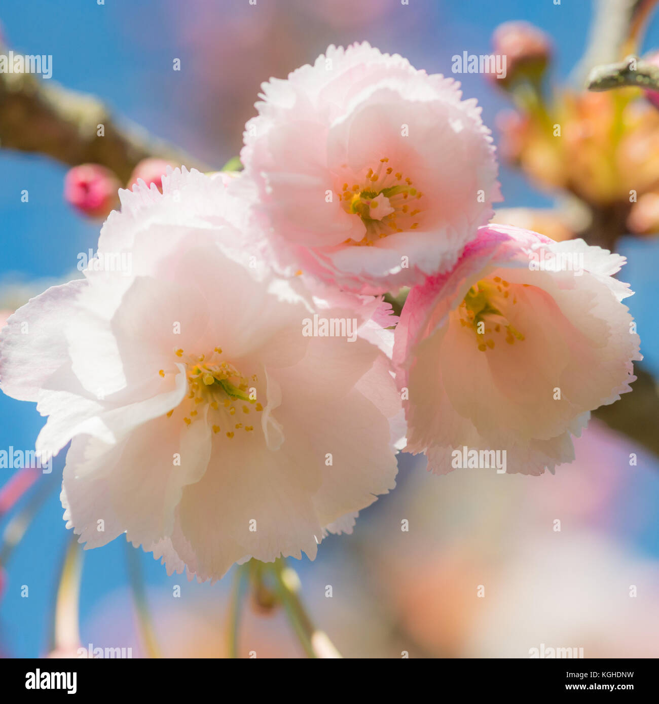 Una ripresa macro di un trio di ciliegio fiorisce. Foto Stock