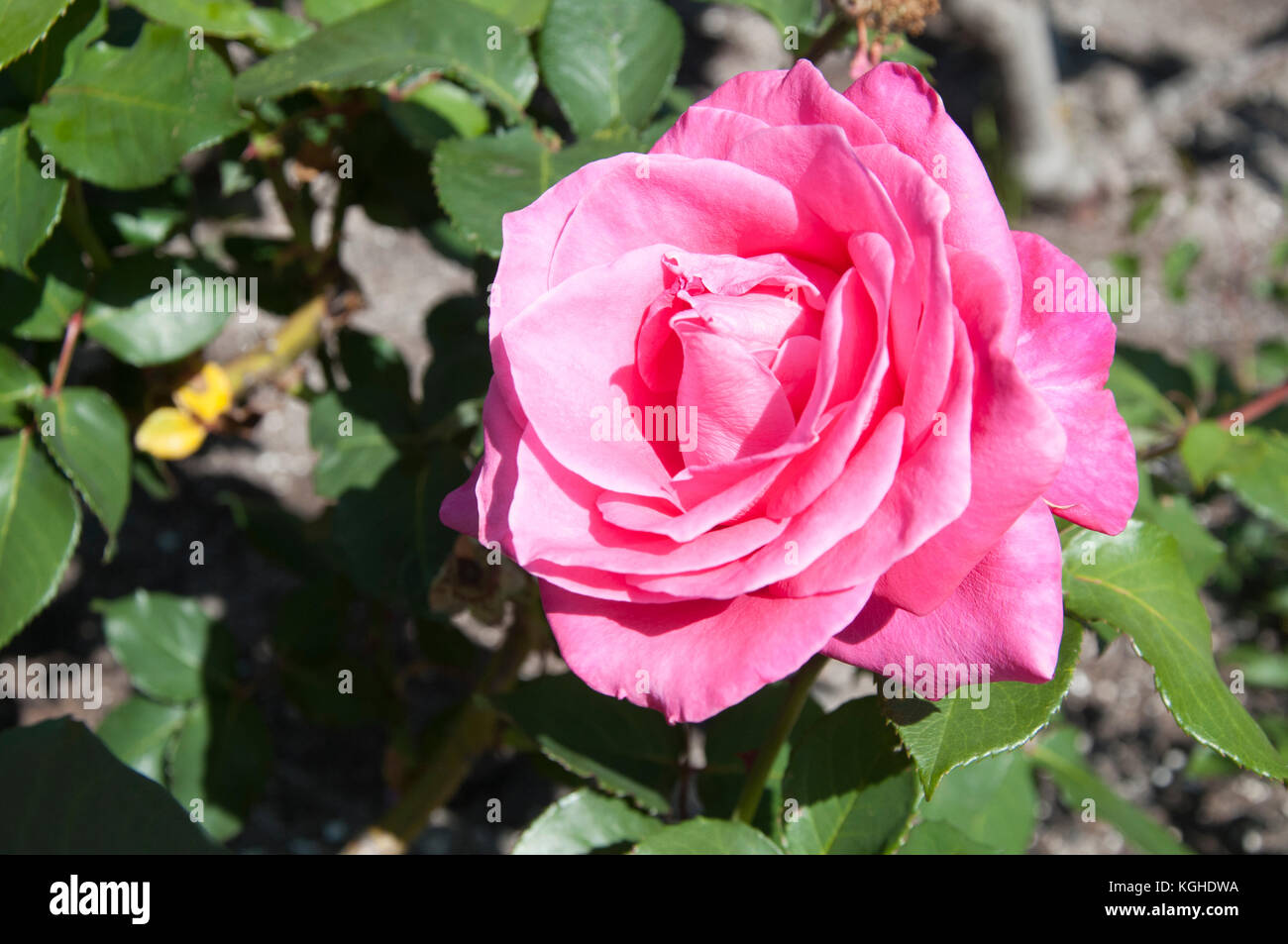 Rosa 'Peter Frankenfeld' una rosa/rossa Alister Clark rosa in St Kilda Botanic Gardens, Melbourne, Australia Foto Stock