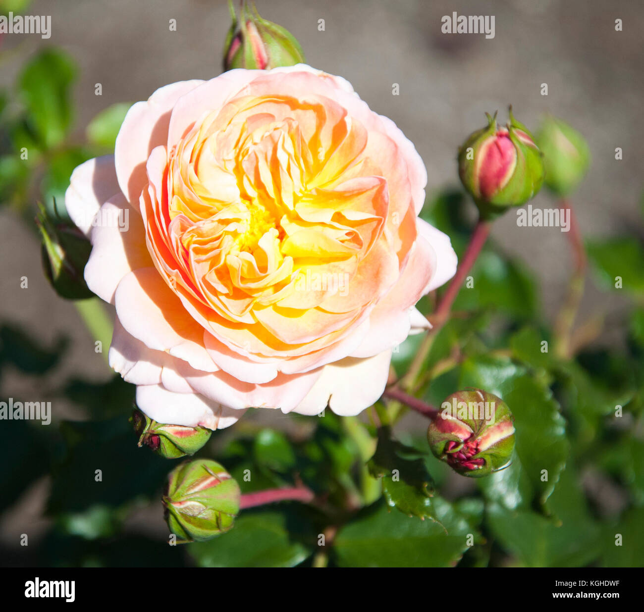 Rosa 'Strat Struck', una rosa di floribunda rosa ai St Kilda Botanic Gardens, Melbourne, Australia Foto Stock