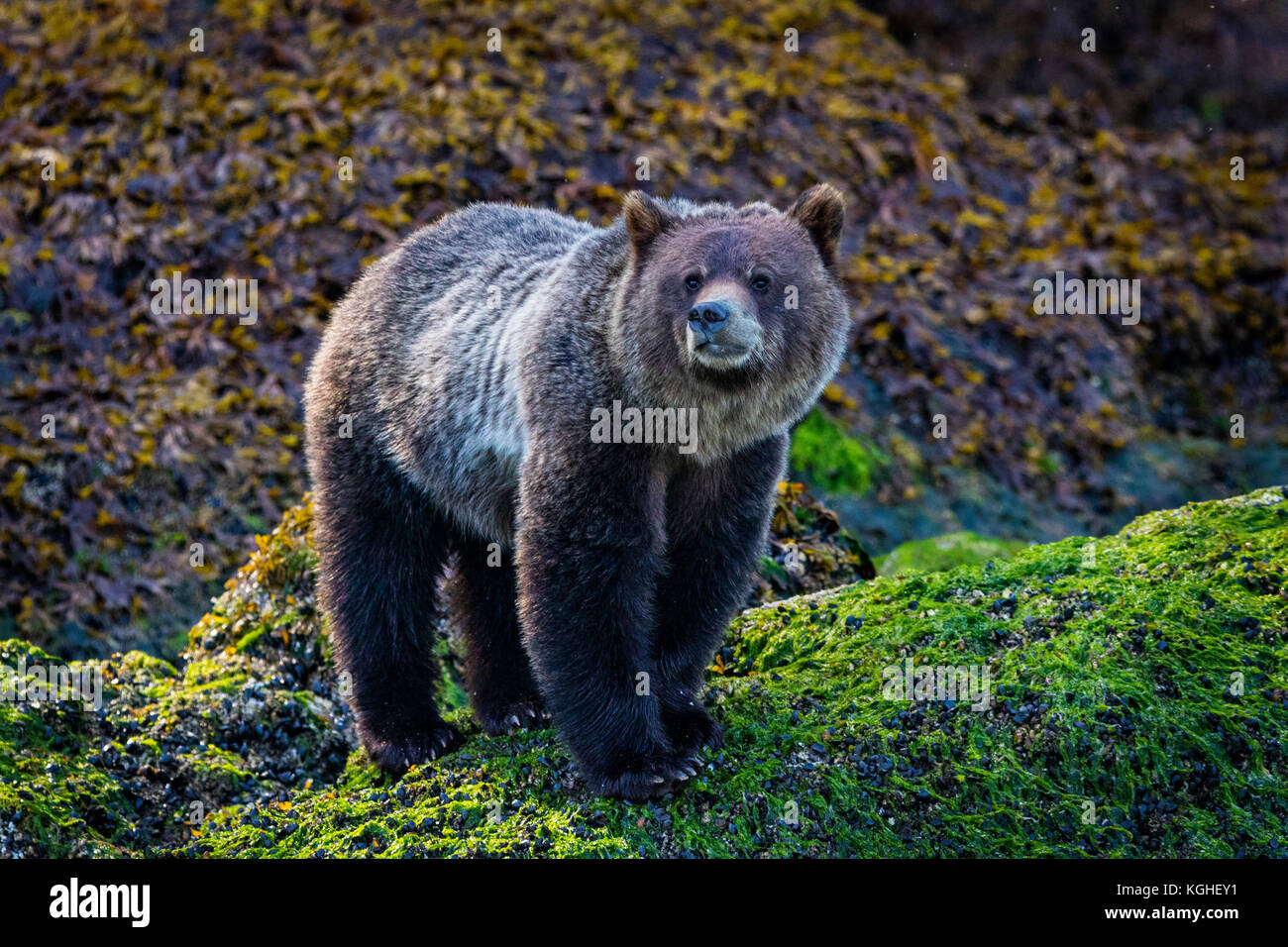 Grizzly Bear Cub rovistando lungo la bassa marea linea vicino all'acqua, grande orso nella foresta pluviale, ingresso del cavaliere, British Columbia, Canada. Foto Stock