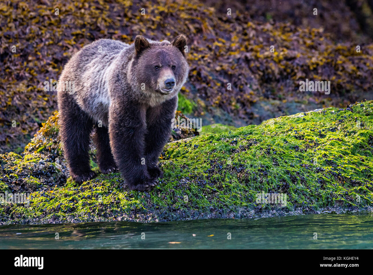 Grizzly Bear Cub rovistando lungo la bassa marea linea vicino all'acqua, grande orso nella foresta pluviale, ingresso del cavaliere, British Columbia, Canada. Foto Stock