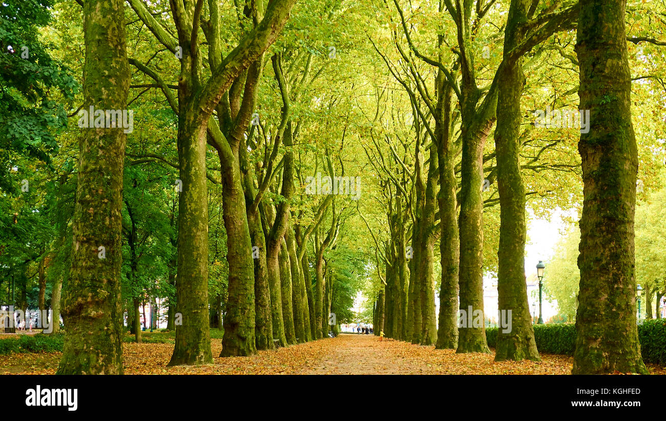 Autunno passeggiata nella foresta Foto Stock