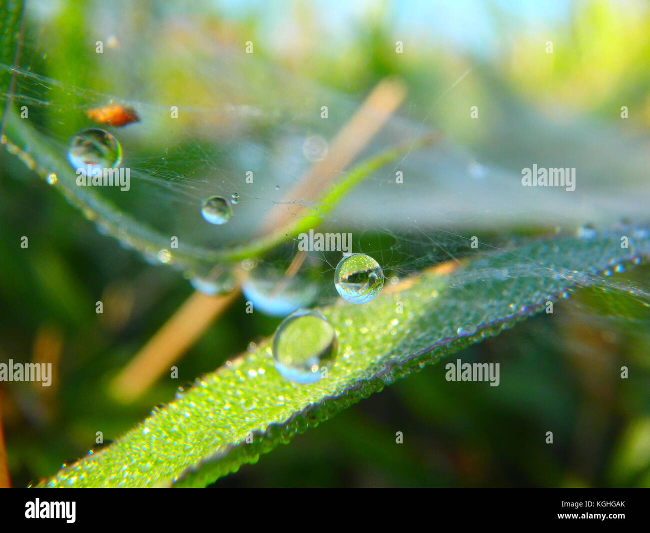 Rugiada di mattina e la luce del sole Foto Stock