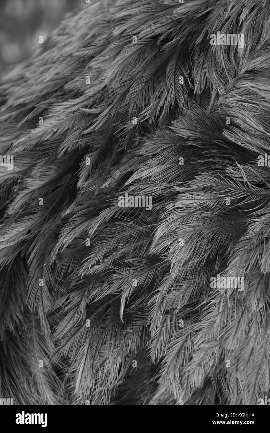 Primo piano di piume rhea, piumaggio grigio, rhea maggiore, sfondo grigio, impressioni in bianco e nero, struthio camelus americanus, soffici frantumati Foto Stock