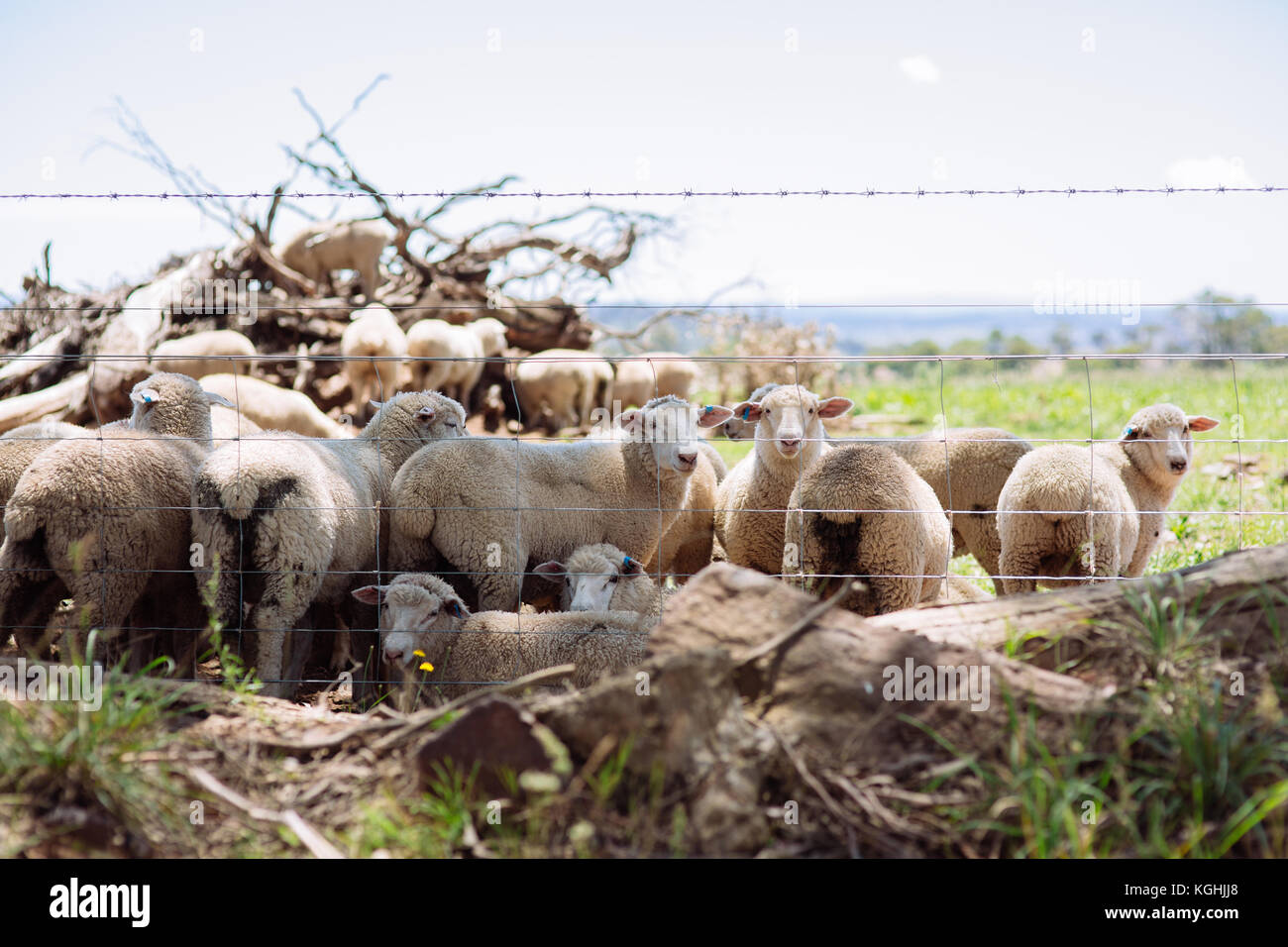 Australian lana merinos pecore fattoria situato al di fuori della Griffith, nel Nuovo Galles del Sud Foto Stock