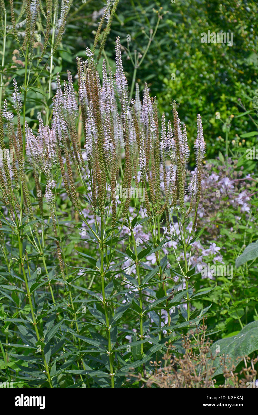 Fioritura veronicastrum 'diane' in un giardino cottage flower border Foto Stock