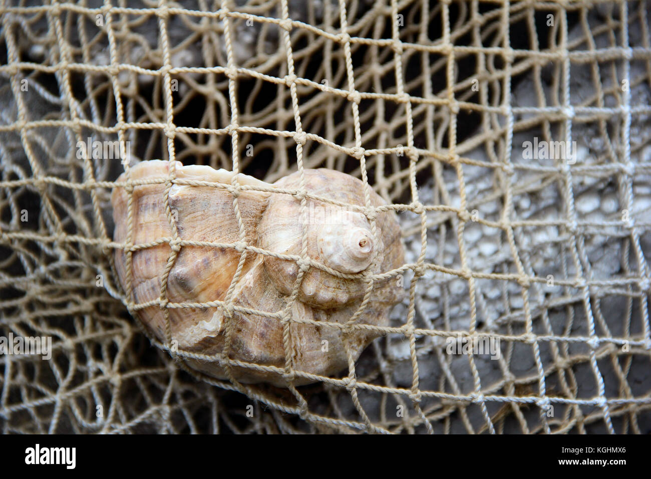 Gener a guscio in una rete da pesca. foto Foto Stock