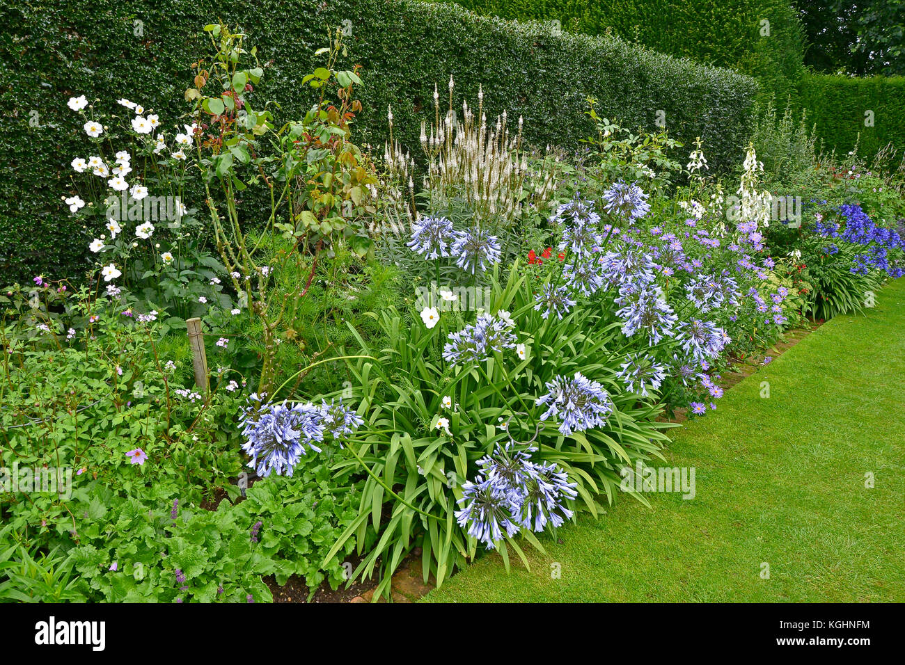 Un colorato giardino di fiori con bordo piantando mescolato tra cui agapanthus, veronicastrum e anemoni Foto Stock