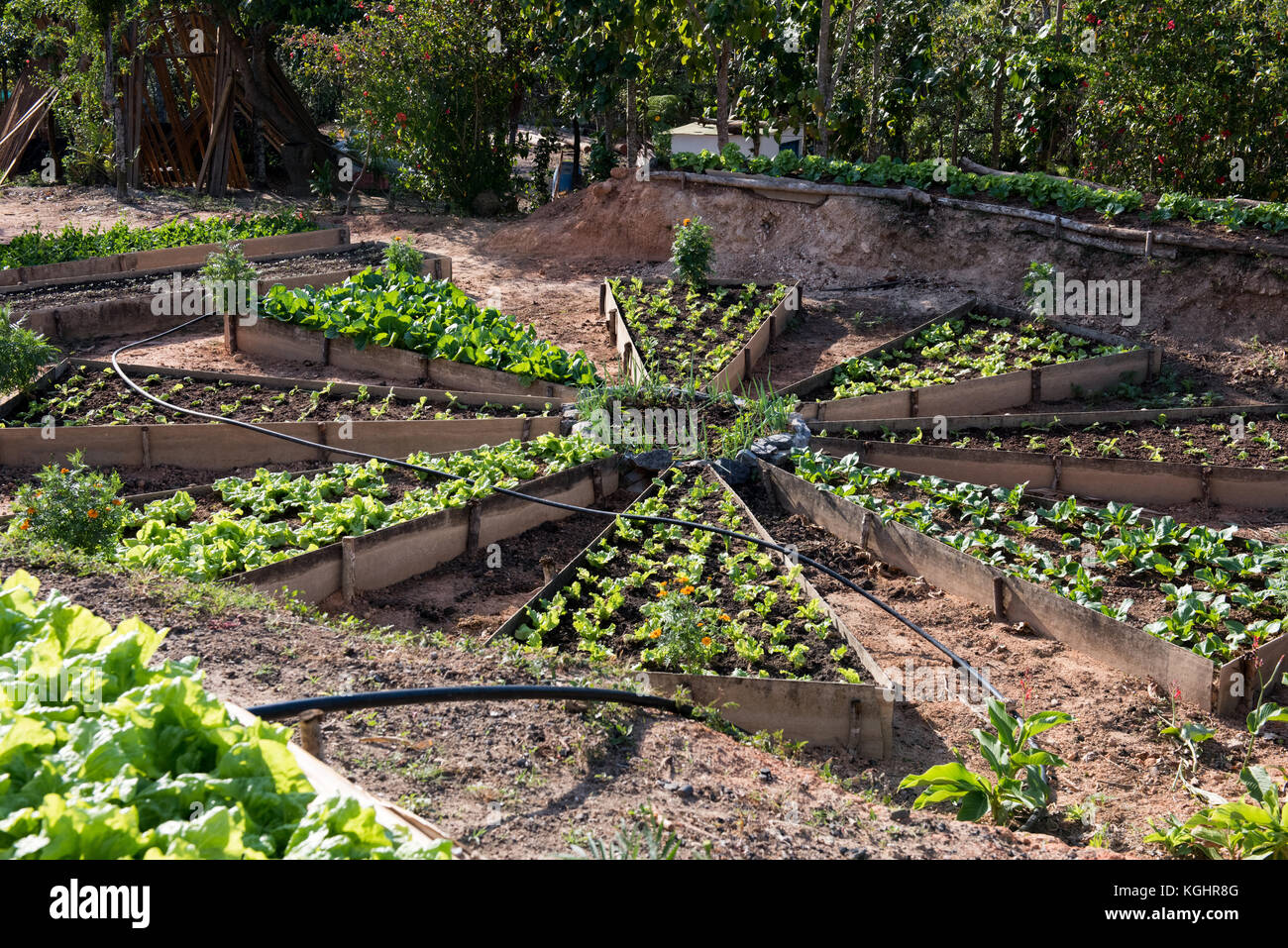 Gli ortaggi biologici giardino, Pinar del Rio, Cuba Foto Stock