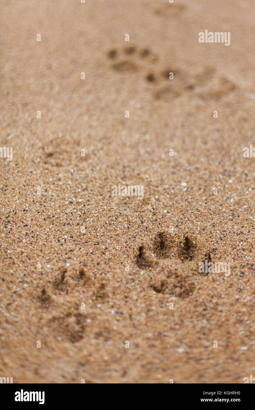 Stampe del cane a sinistra nella sabbia al iconico di Bells Beach, situato a Torquay, Victoria Foto Stock