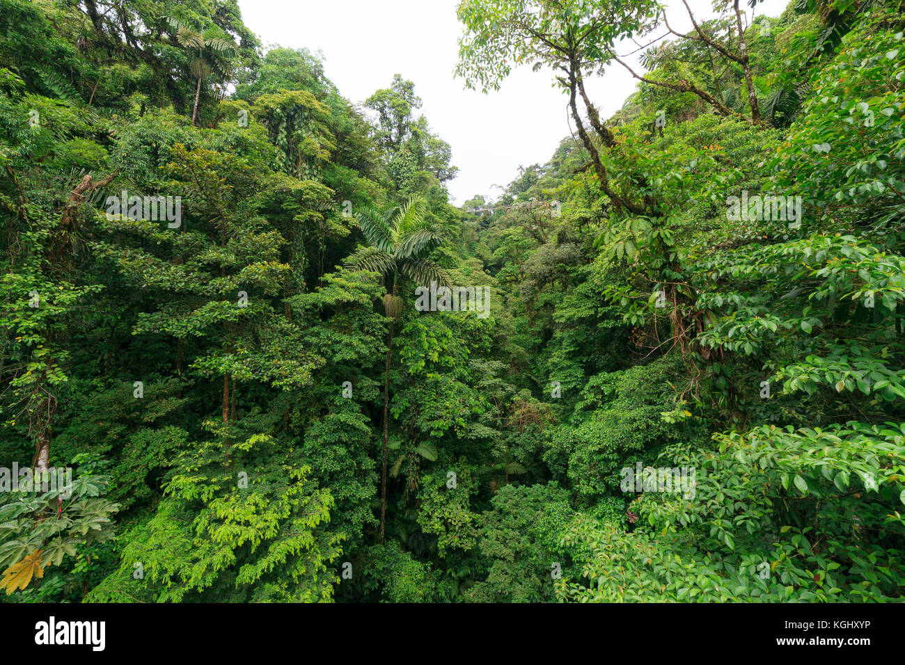 Una lussureggiante foresta pluviale view Foto Stock