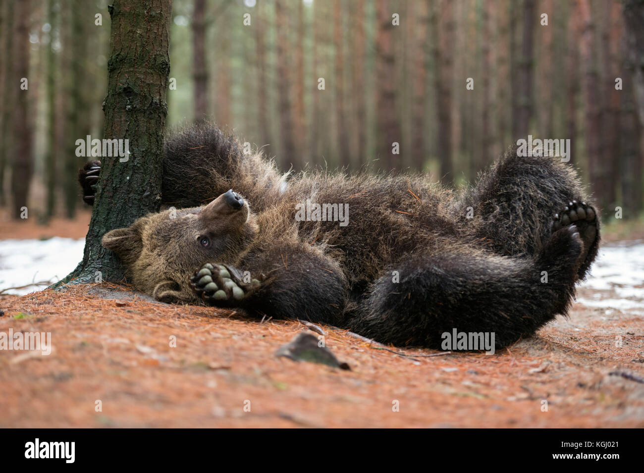 Unione orso bruno / Braunbaer ( Ursus arctos ), giocoso cub, sdraiato, rotolando sulla sua schiena, graffiatura, prurito sul terreno, sembra carino e divertente, UE Foto Stock