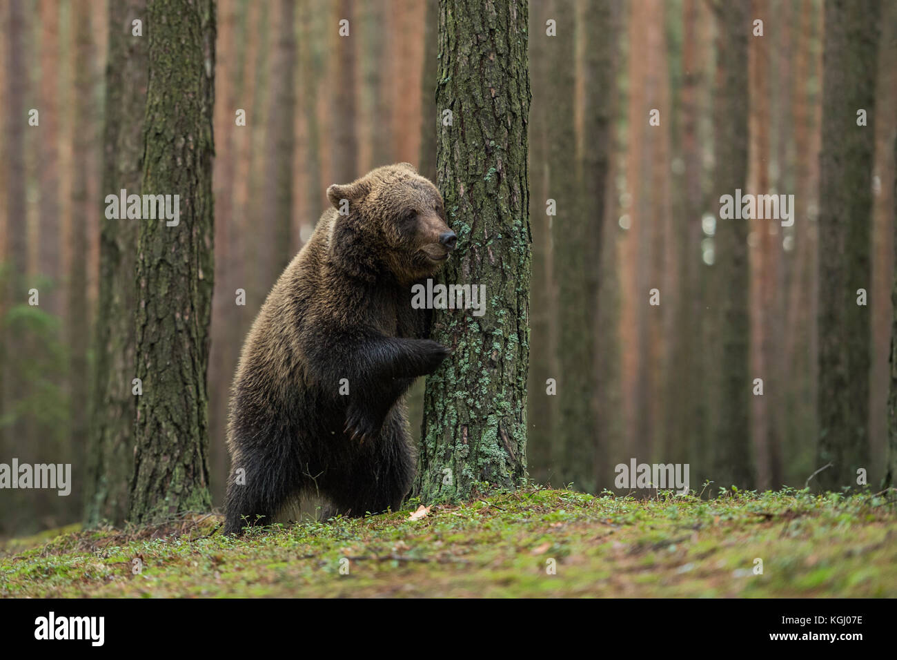 Unione orso bruno / Braunbaer ( Ursus arctos ), giocoso cub, in piedi sulle zampe posteriori, nascondendo dietro ad un albero, giocare a nascondino, sembra divertente, Europa Foto Stock