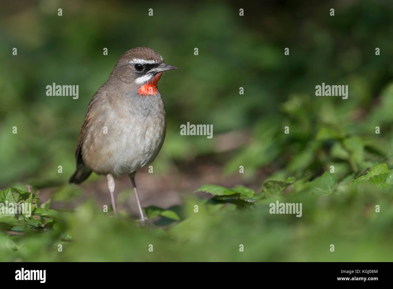 Siberian rubythroat / rubinkehlchen ( luscinia calliope ), uccello maschio, estremamente raro ospite inverno in Europa occidentale, il primo record nei Paesi Bassi, w Foto Stock