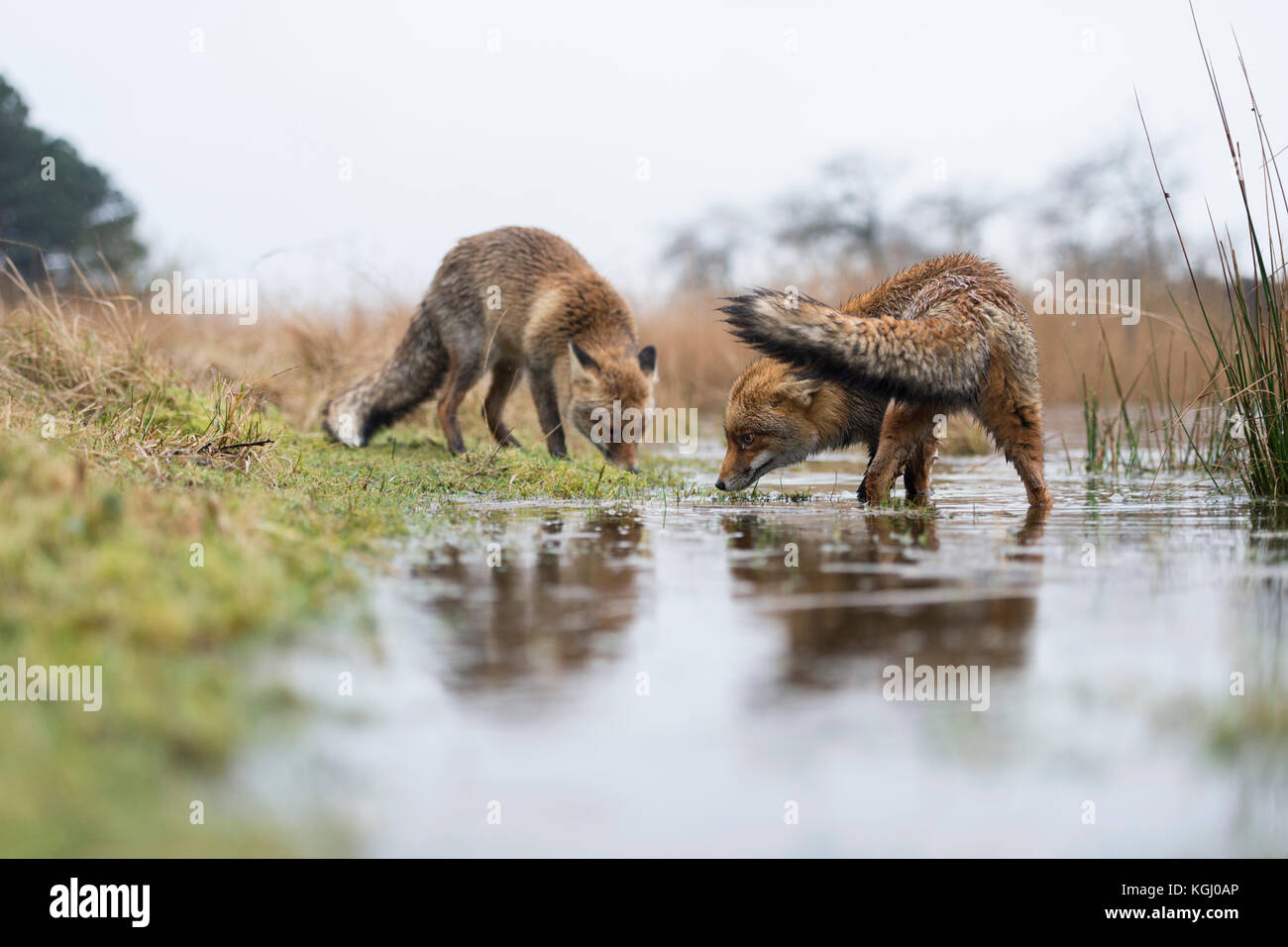 La volpe rossa / rotfüchse ( vulpes vulpes ), due adulti in una piovosa giornata d'inverno, alla ricerca di cibo su un terrapieno inondate di un laghetto palustre, la fauna selvatica, EUR Foto Stock