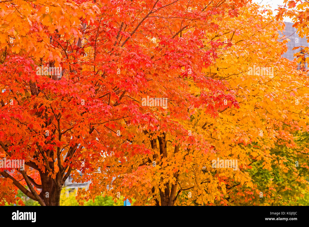 Autunno a Montreal Foto Stock