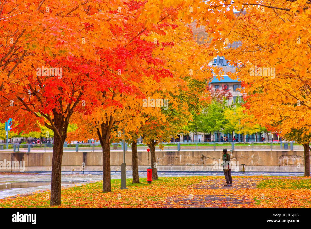 Autunno a Montreal Foto Stock