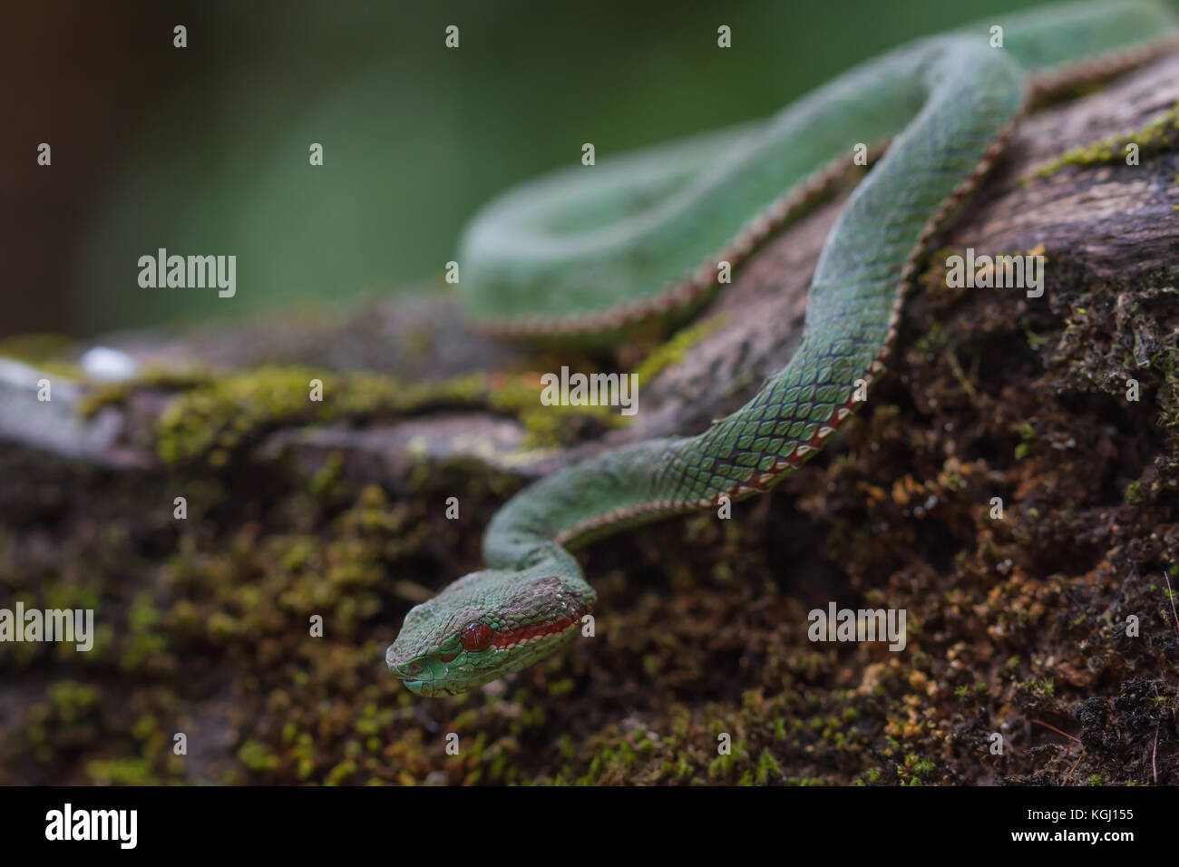 Papa's green pitviper snake (trimeresurus [popeia] popeiorum) nella foresta della Thailandia Foto Stock