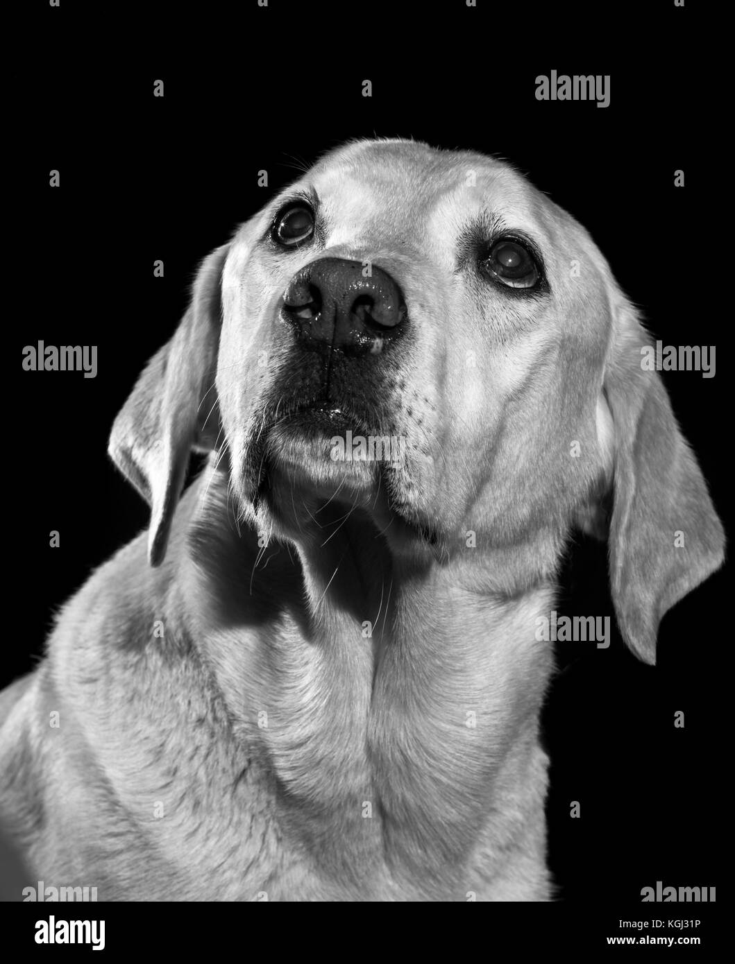 Il migliore amico dell'uomo Foto Stock